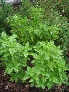 basil-herb-garden-lo-225x300